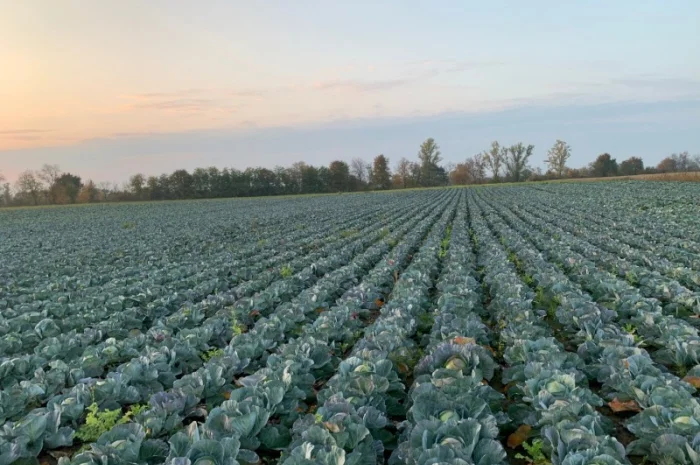 Закупівля Капусти оптом- фото № 4