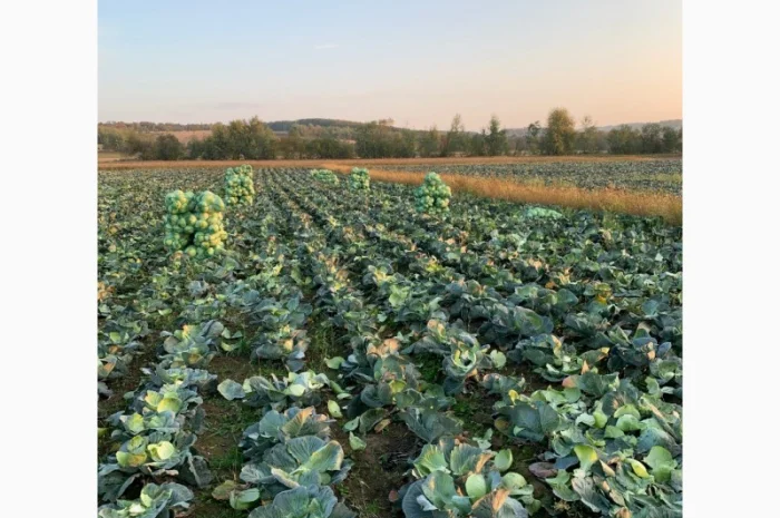 Закупівля Капусти оптом- фото № 5