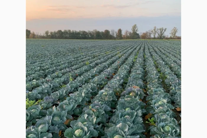 Закупівля Капусти оптом- фото № 6