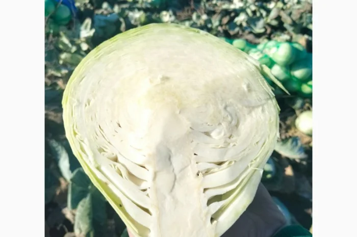 Закупівля Капусти оптом- фото № 3