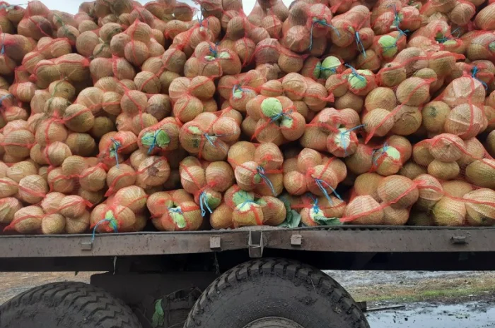 Білокачанна капуста відмінної якості на продаж- фото № 1