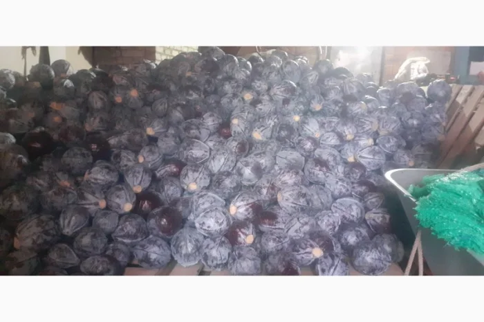 Продам червону капусту- фото № 1