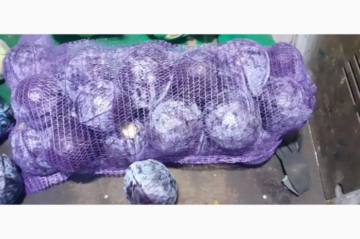 Продам червону капусту- фото № 2