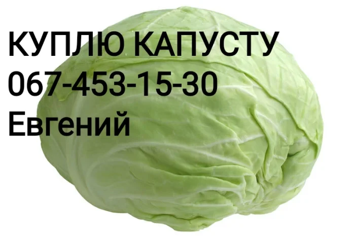 Закупівля капусти оптом (1-3 кг)- фото № 1