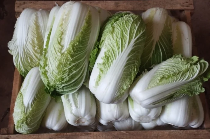 Пекінська капуста продаж- фото № 1