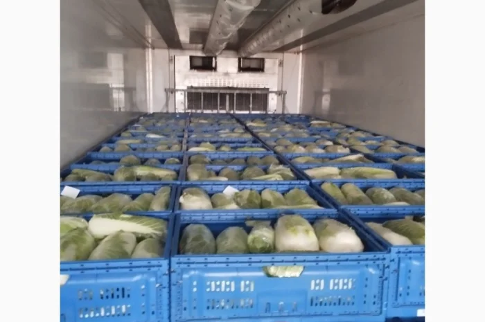 Пекінська капуста продаж- фото № 10