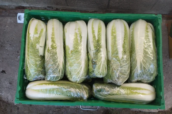 Пекінська капуста продаж- фото № 7
