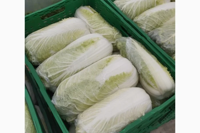 Пекінська капуста продаж- фото № 6