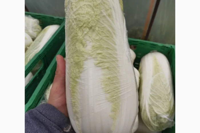 Пекінська капуста продаж- фото № 5