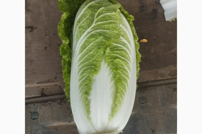Пекінська капуста продаж- фото № 4