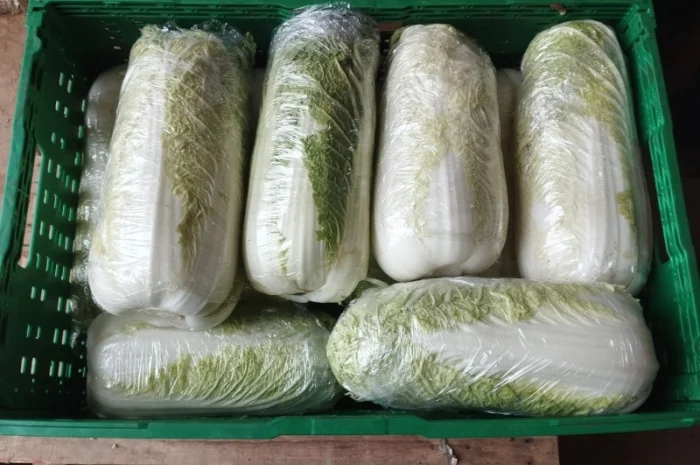 Пекінська капуста продаж- фото № 17