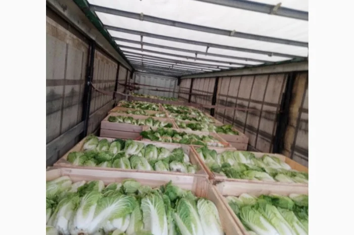 Пекінська капуста продаж- фото № 16