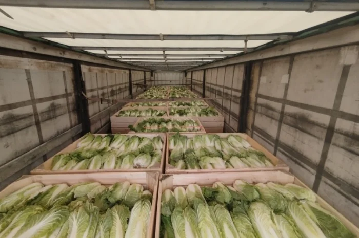 Пекінська капуста продаж- фото № 15