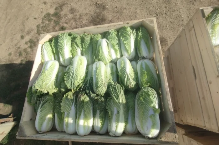 Пекінська капуста продаж- фото № 14