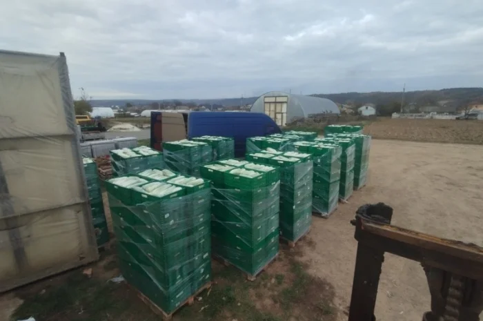 Пекінська капуста продаж- фото № 13