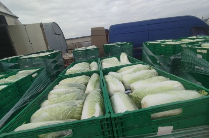 Пекінська капуста продаж- фото № 12