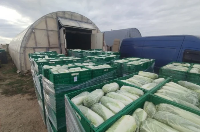 Пекінська капуста продаж- фото № 2