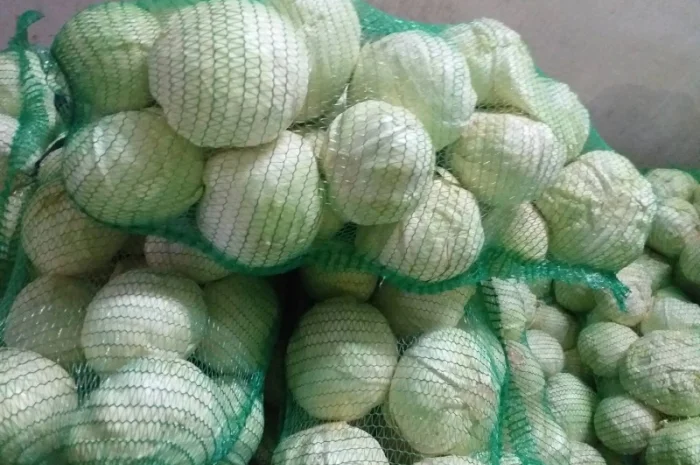 Закупівля капусти оптом у Києві- фото № 1