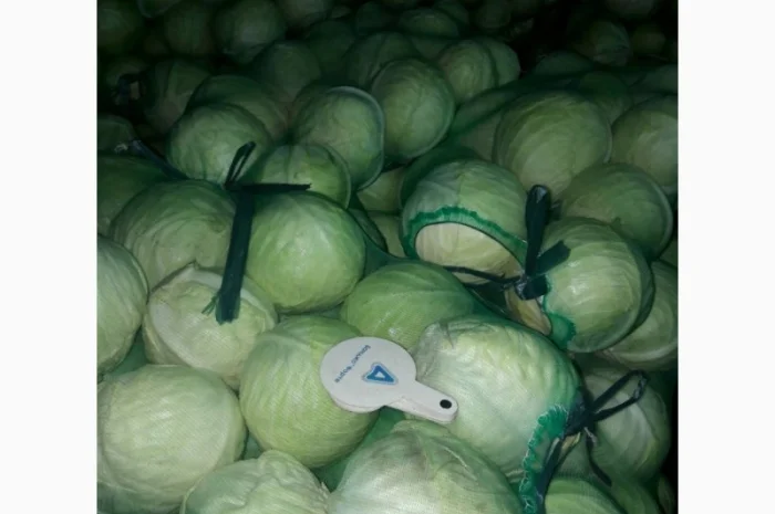 Продаж капусти Кеплер від 1 до 6 кг- фото № 1