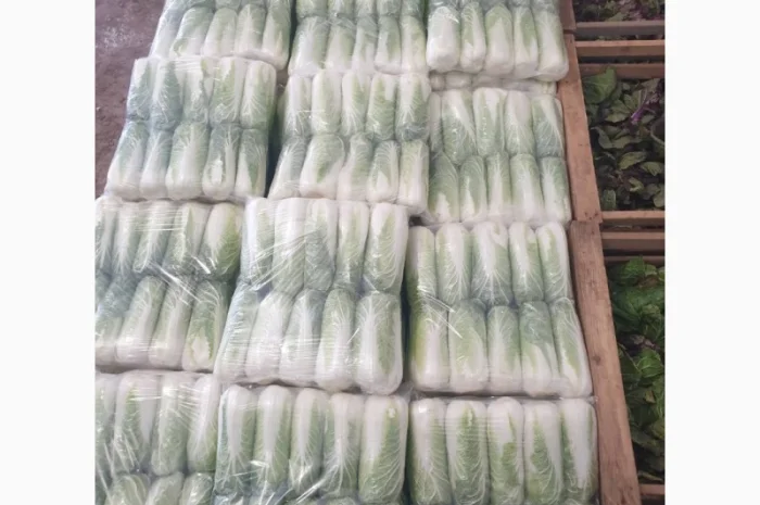Пекінська капуста- фото № 2