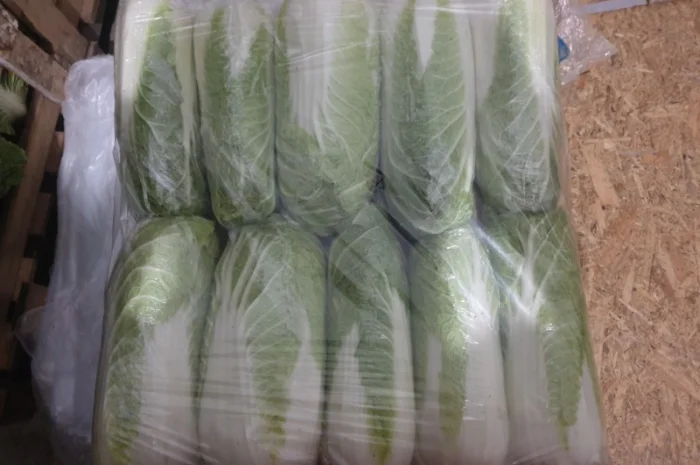 Пекінська капуста- фото № 4