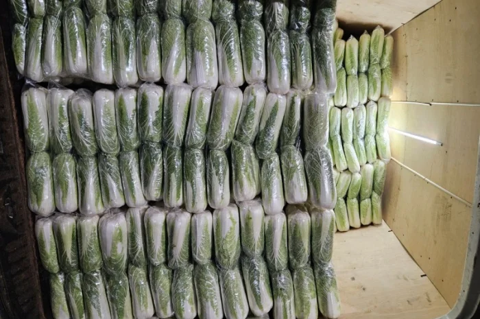 Продажа Пекінської капусти оптом- фото № 6