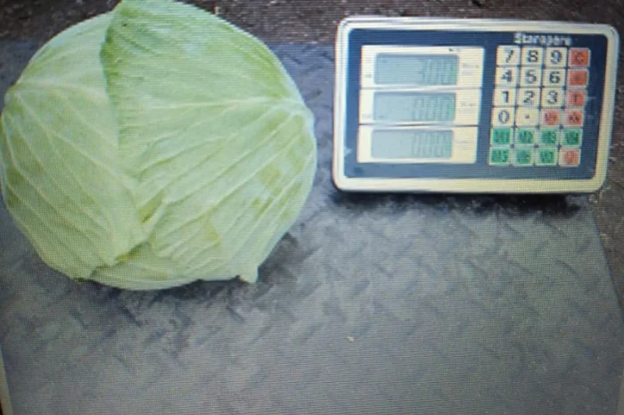 Капуста Агрессор вищого гатунку без трипсів 15 т- фото № 1