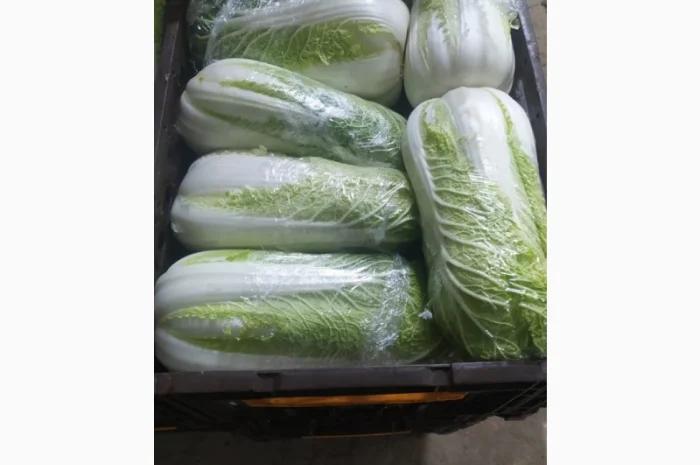 Пекінська капуста- фото № 2