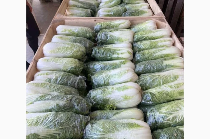 Пекінська капуста- фото № 1