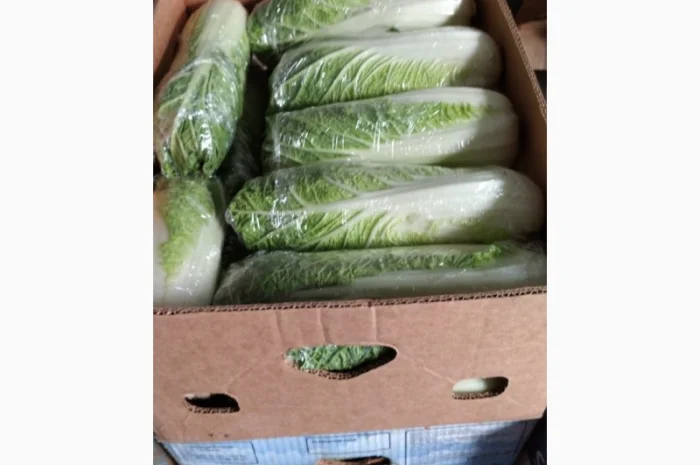 Пекінська капуста- фото № 5