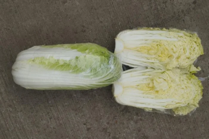 Пекінська капуста- фото № 6