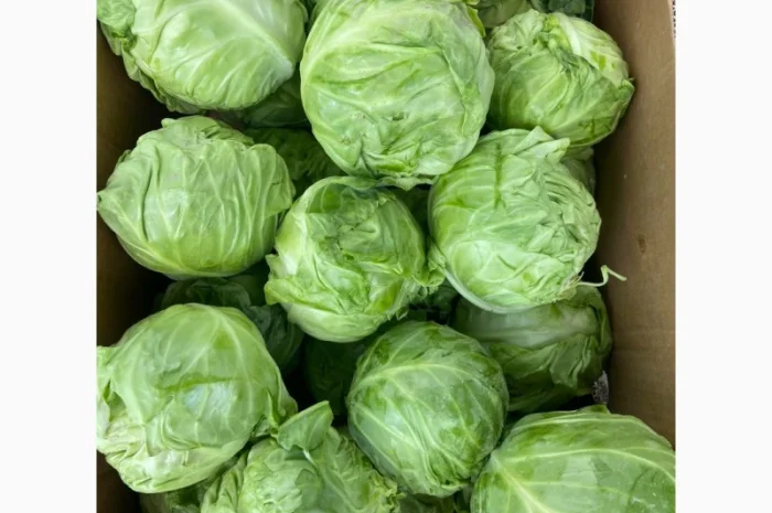 Молода капуста, супер якість! Еліза, Капітал, Лауда, Етма, Моналіза- фото № 4