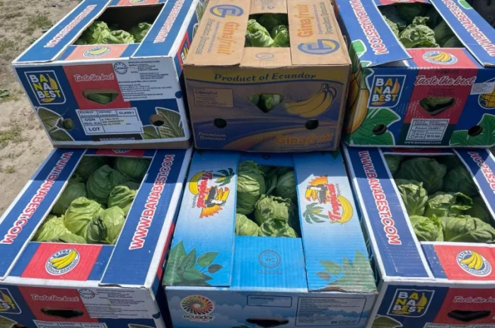 Молода капуста, супер якість! Еліза, Капітал, Лауда, Етма, Моналіза- фото № 6