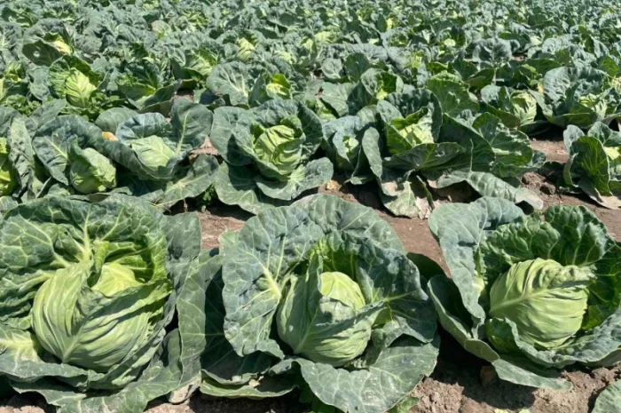 Молода капуста, супер якість! Еліза, Капітал, Лауда, Етма, Моналіза- фото № 8