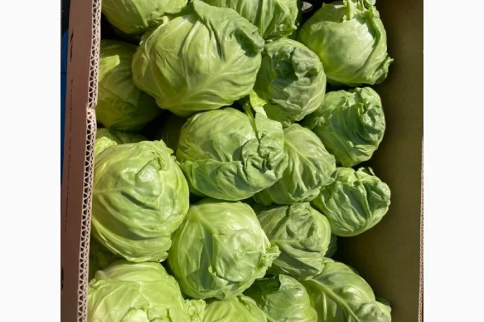 Молода Капуста, урожай 2024 року. Власне виробництво- фото № 2