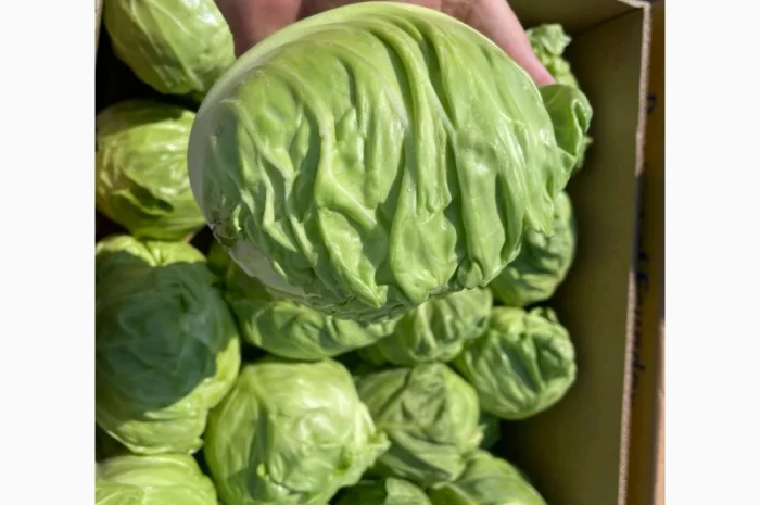 Молода Капуста, урожай 2024 року. Власне виробництво- фото № 3
