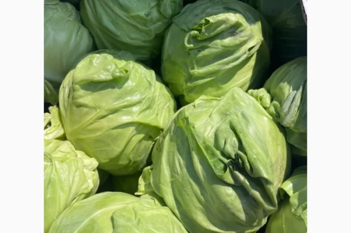 Молода Капуста, урожай 2024 року. Власне виробництво- фото № 4