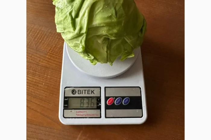 Молода Капуста, урожай 2024 року. Власне виробництво- фото № 5