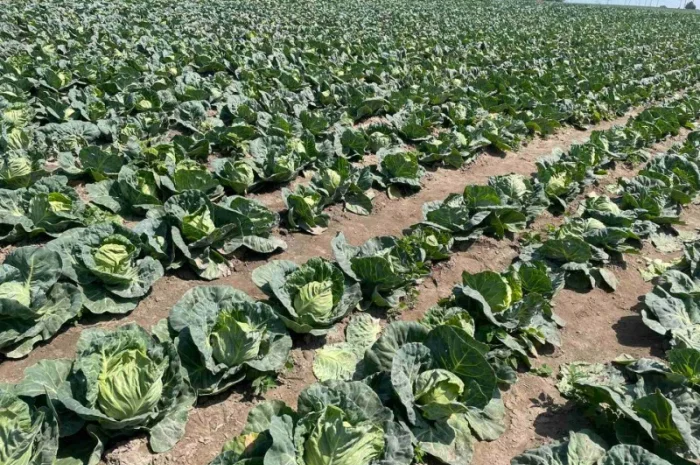 Молода Капуста, урожай 2024 року. Власне виробництво- фото № 7