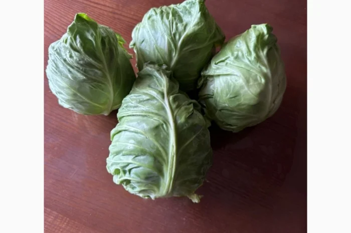Молода Капуста, урожай 2024 року. Власне виробництво- фото № 8