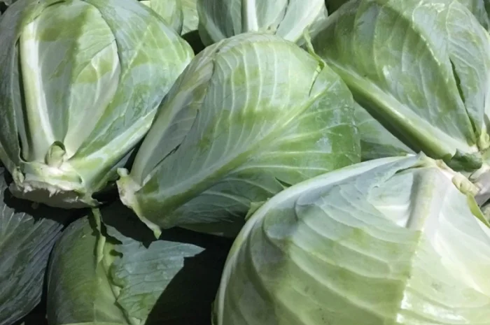Куплю білокачанну капусту оптом- фото № 1