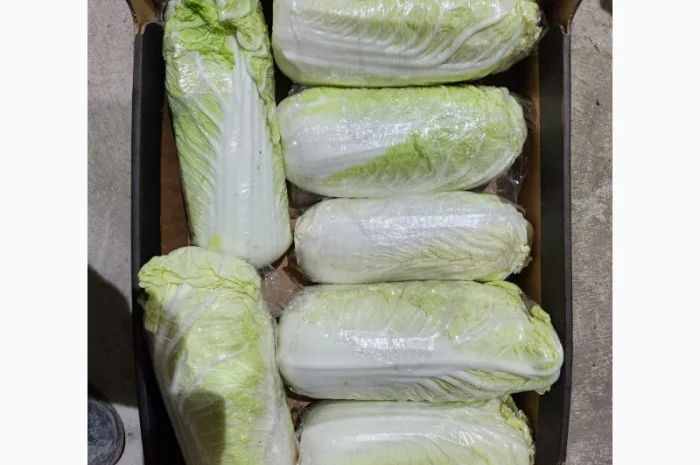 Пекінська капуста на продаж- фото № 1