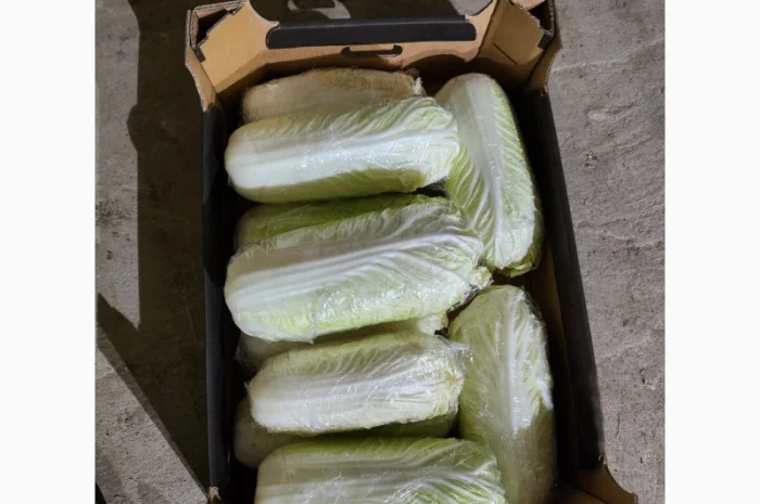 Пекінська капуста на продаж- фото № 2