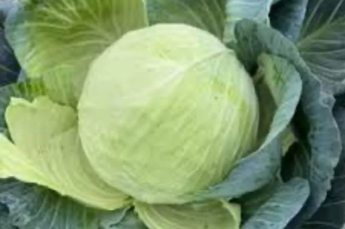 Куплю капусту на постоянной основе- фото № 1