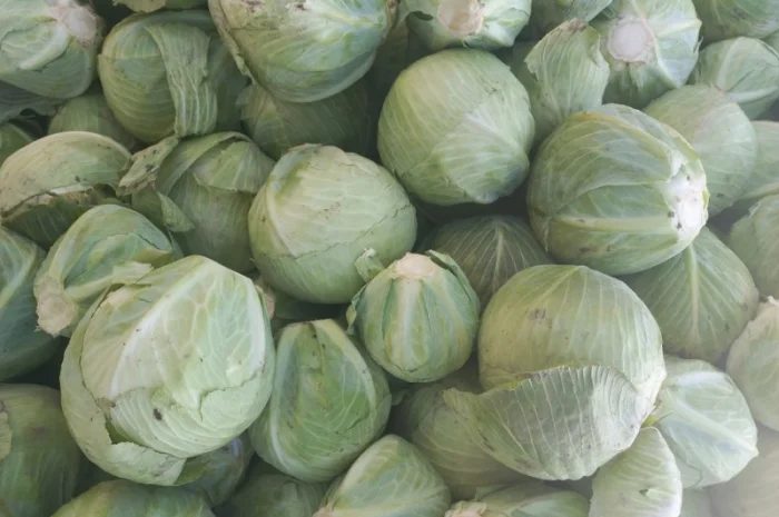 Капуста зимова на продажу- фото № 2