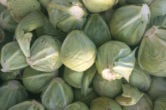 Капуста зимова на продажу- фото № 3