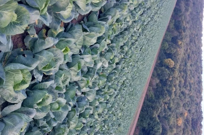 Продаж капусти сорту Сунта- фото № 1