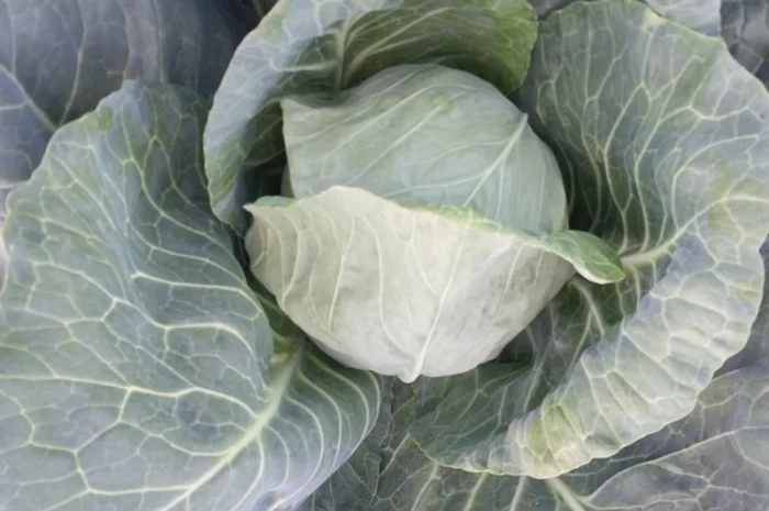 Продаж капусти сорту Сунта- фото № 2