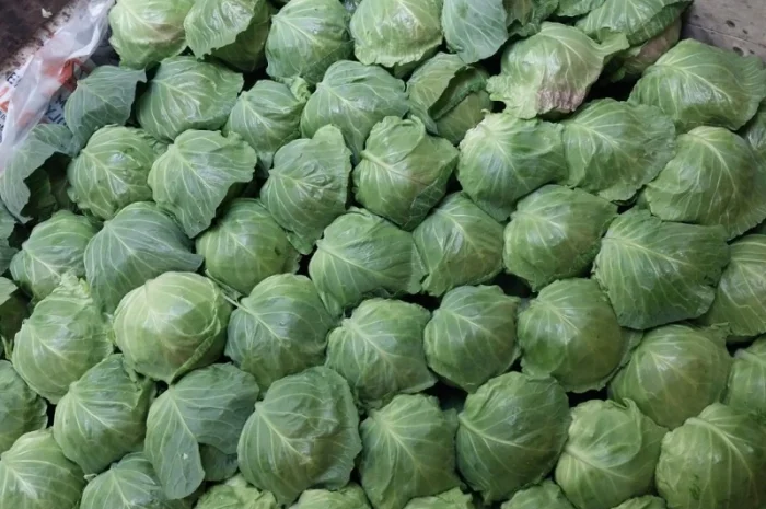 Продаж капусти сорту Сунта- фото № 5