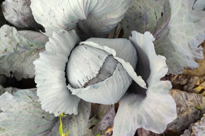 Продажа червоноголовой капусты- фото № 2